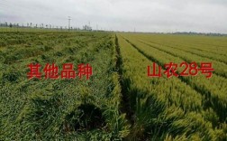 临麦9号和山农28哪个品种好？小麦麦笔记本