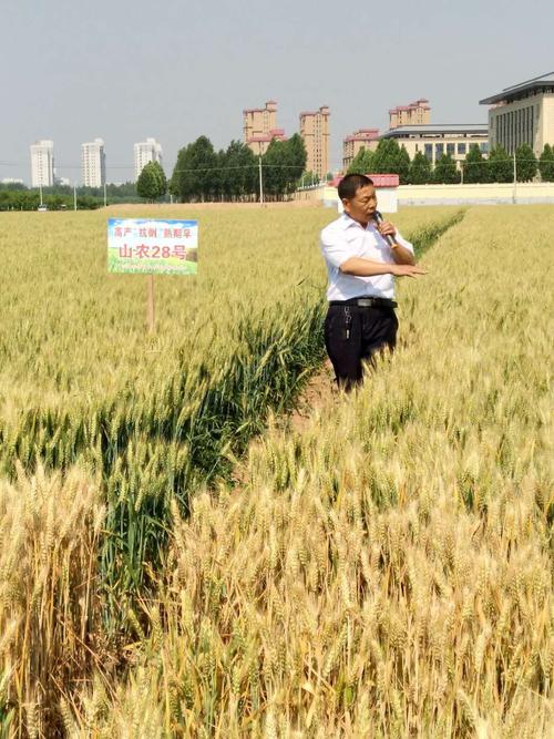 临麦9号和山农28哪个品种好？小麦麦笔记本-图2